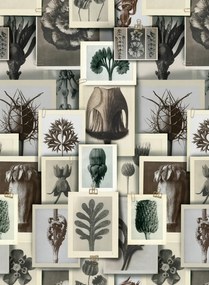 Mindthegap Carta da parati Blossfeldts Art Forms - WP20595