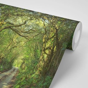 Carta da parati – Bosco incantato