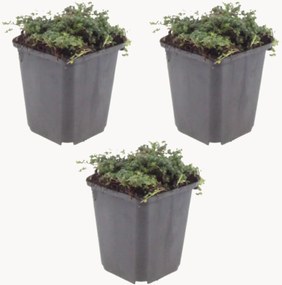 Set di 3 piante vere Timo strisciante Thymus praecox Purple Beauty