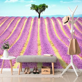 Carta da parati – Campo di lavanda provenzale