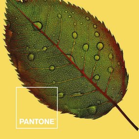 Lenzuola Nature Pantone - Letto da 135 (210 x 270 cm)