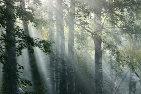 Stampa su tela – Raggi di sole nel bosco nebbioso