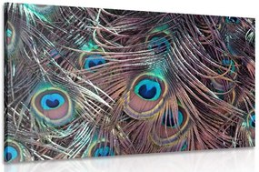Quadro su tela – Piuma di pavone