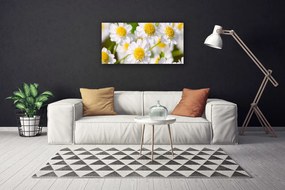 Quadro su tela Fiori della margherita della natura 100x50 cm