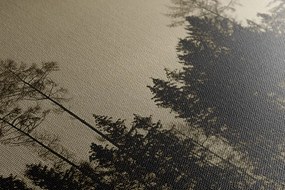 Stampa su tela – Foresta in seppia