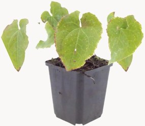Set di 3 piante vere Barrenwort Epimedium perralchicum Frohnleiten