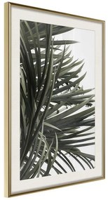 Poster  Little Tropics  Cornice Quadri Cornice d'oro con passe-partout, Larghezza x Altezza Home decor 40x60