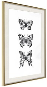 Poster  Butterfly Collection III  Cornice Quadri Cornice d'oro con passe-partout, Larghezza x Altezza Home decor 20x30