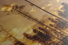 Stampa su tela – Sera nella foresta