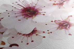 Stampa su tela – Fiori di ciliegio