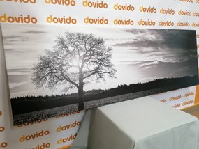 Stampa su tela – Albero solitario in bianco e nero