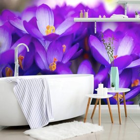 Carta da parati – Croco viola in fiore