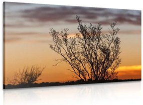 Stampa su tela – Rami al tramonto