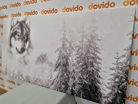 Quadro su tela – Lupo nel paesaggio innevato in bianco e nero
