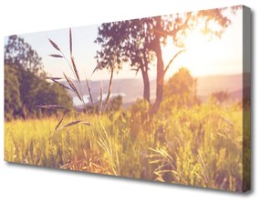 Stampa quadro su tela Prato, erba, albero, natura 100x50 cm