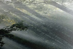 Stampa su tela – Raggi di sole nel bosco nebbioso