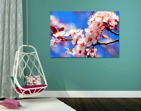 Quadro su tela – Fiore di ciliegio