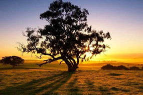 Quadro su tela – Albero solitario al tramonto