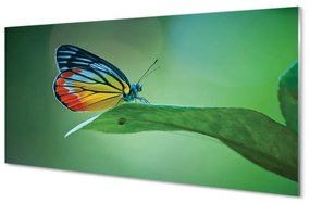 Quadro in vetro Foglia di farfalla colorata 100x50 cm