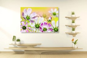 Quadro su tela – Fiori estivi