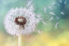 Stampa su tela – Soffione magico