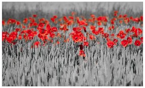 Fotomurale  Papaveri rossi in un campo bianco e nero  Colore Rosso, Dimensioni e Misure 450x270