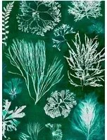 Mindthegap Carta da parati Algae - Moss