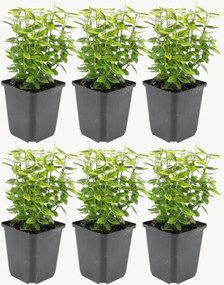 Set di 6 piante vere Euonymus fortunei Emerald n Gold