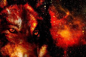 Carta da parati – Lupo misterioso