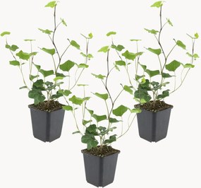 Set di 3 piante vere Atlantic Ivy Hedera hibernica