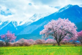 Carta da parati autoadesiva – Albero magico tra le montagne