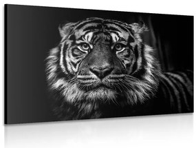 Quadro su tela – Tigre in bianco e nero
