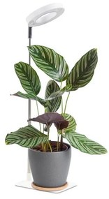 Lampada da tavolo LED dimmerabile per la coltivazione delle piante VERDI LED/5W/5V 1300K bianco
