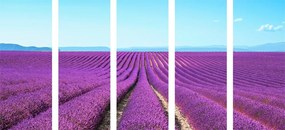 Quadri 5 pezzi – Campo di lavanda infinito