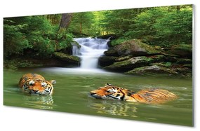 Quadro di vetro Tigri delle cascate 100x50 cm