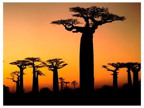 Fotomurale  Baobab africani  Colore seppia, Dimensioni e Misure 250x193