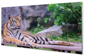 Quadro vetro acrilico Tigre nello zoo 100x50 cm