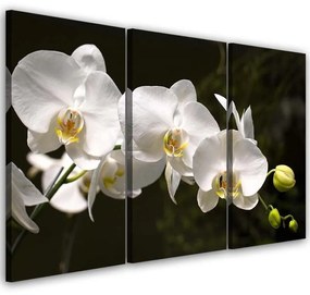 Quadri Quadro Multipannello Fiore di orchidea bianca