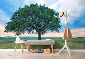Carta da parati – Quercia solitaria