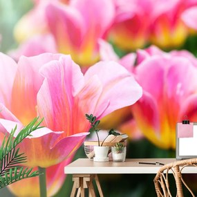 Carta da parati – Prato di tulipani rosa