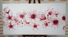 Stampa su tela – Fiori di ciliegio