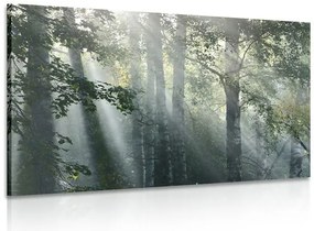 Stampa su tela – Raggi di sole nel bosco nebbioso
