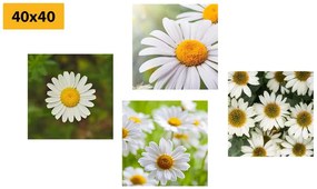 Set di quadri – Fiori incantevoli