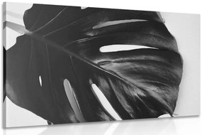 Quadro su tela – Foglia di monstera in bianco e nero