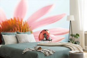 Carta da parati – Coccinella su echinacea
