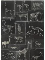 Skelett Tapete Zooarchaeology von MIND THE GAP - WP20237