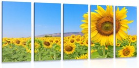 Quadri 5 pezzi – Campo di girasoli