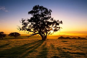Carta da parati – Albero al tramonto