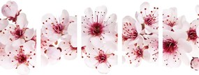 Quadri 5 pezzi – Fiori di ciliegio