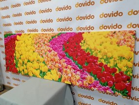 Stampa su tela – Tulipani variopinti